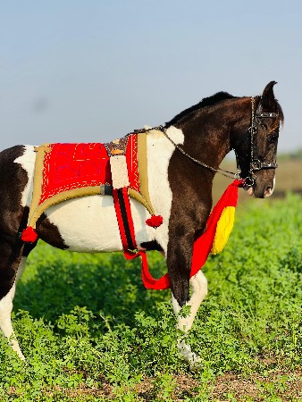 થંબનેલ 2