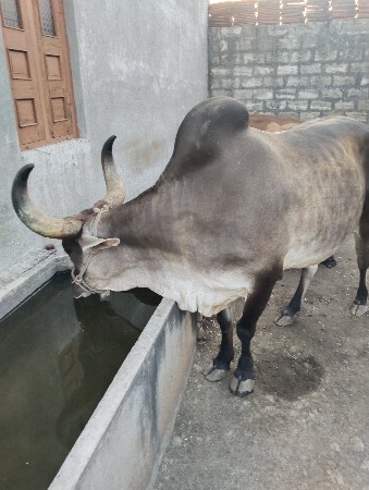 થંબનેલ 3