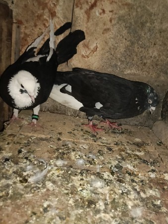 થંબનેલ 2