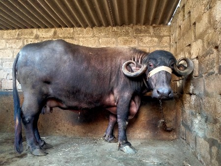 થંબનેલ 2