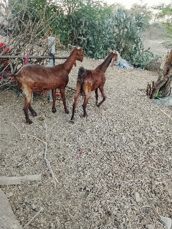 थंबनेल 2