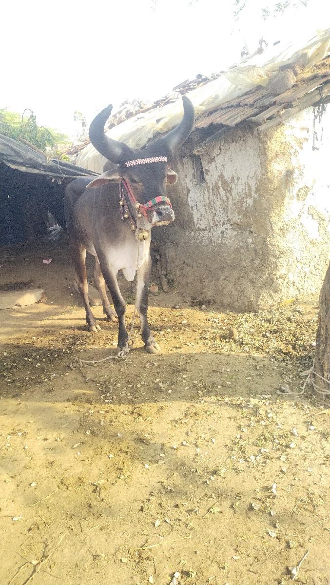 थंबनेल 3