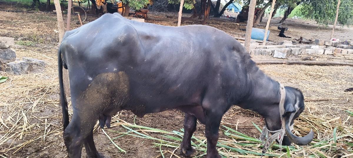 થંબનેલ 2