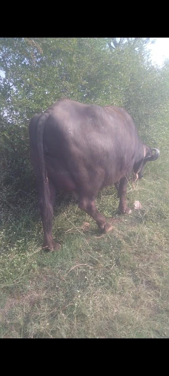 થંબનેલ 2