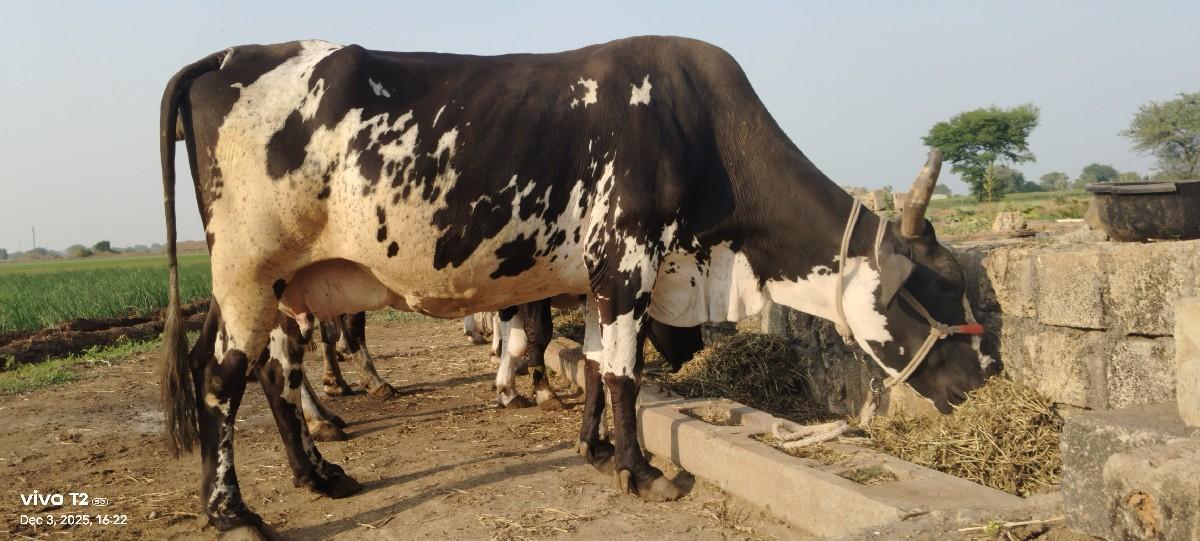 થંબનેલ 2