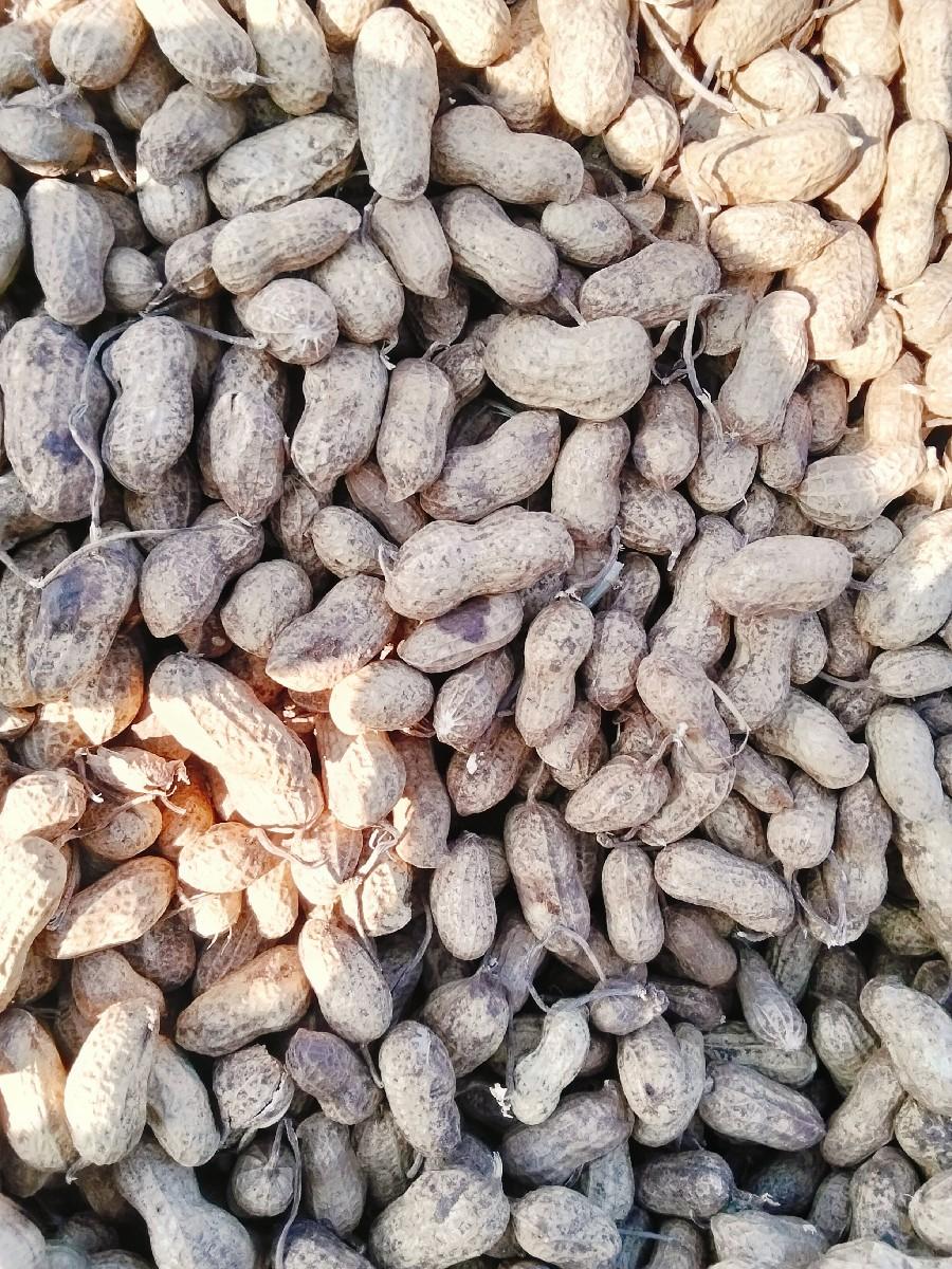 મગફળી નૂ બિયારણ વેચવા‌ નૂ છે