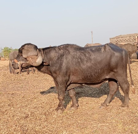 થંબનેલ 3