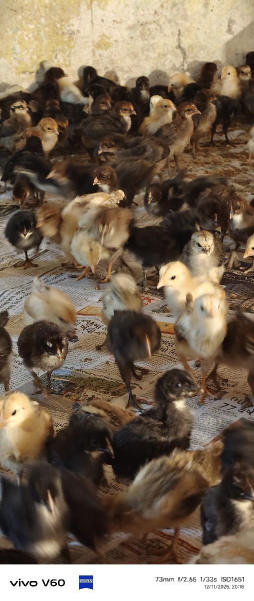 थंबनेल 4