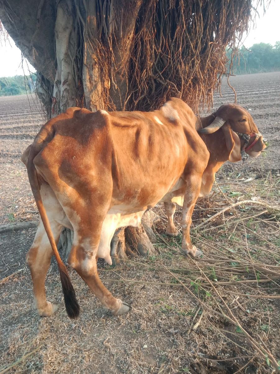 ગીર ગાય ના સાટામાઘોડીવેવાનીછે