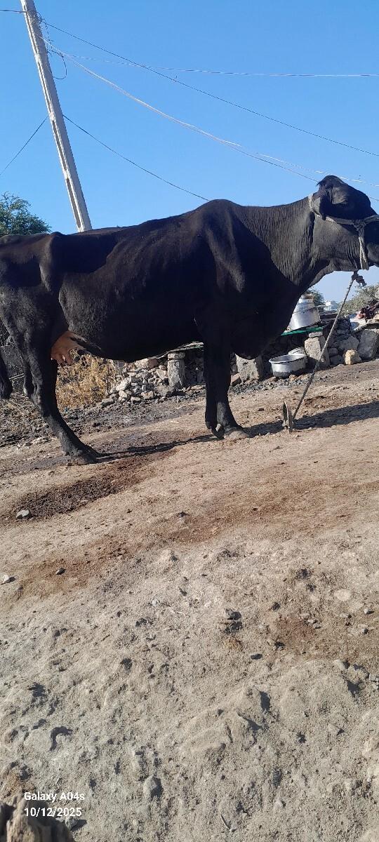 થંબનેલ 3