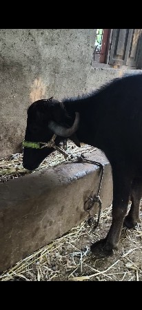 થંબનેલ 2