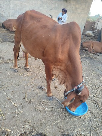 થંબનેલ 2