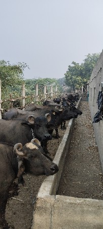 સંઘાણ ભેંસો વેચવાની છે