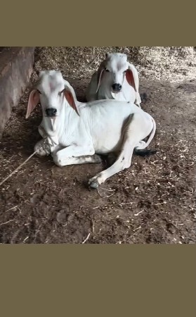 ગાય કાંકરેજ લેવાની છે