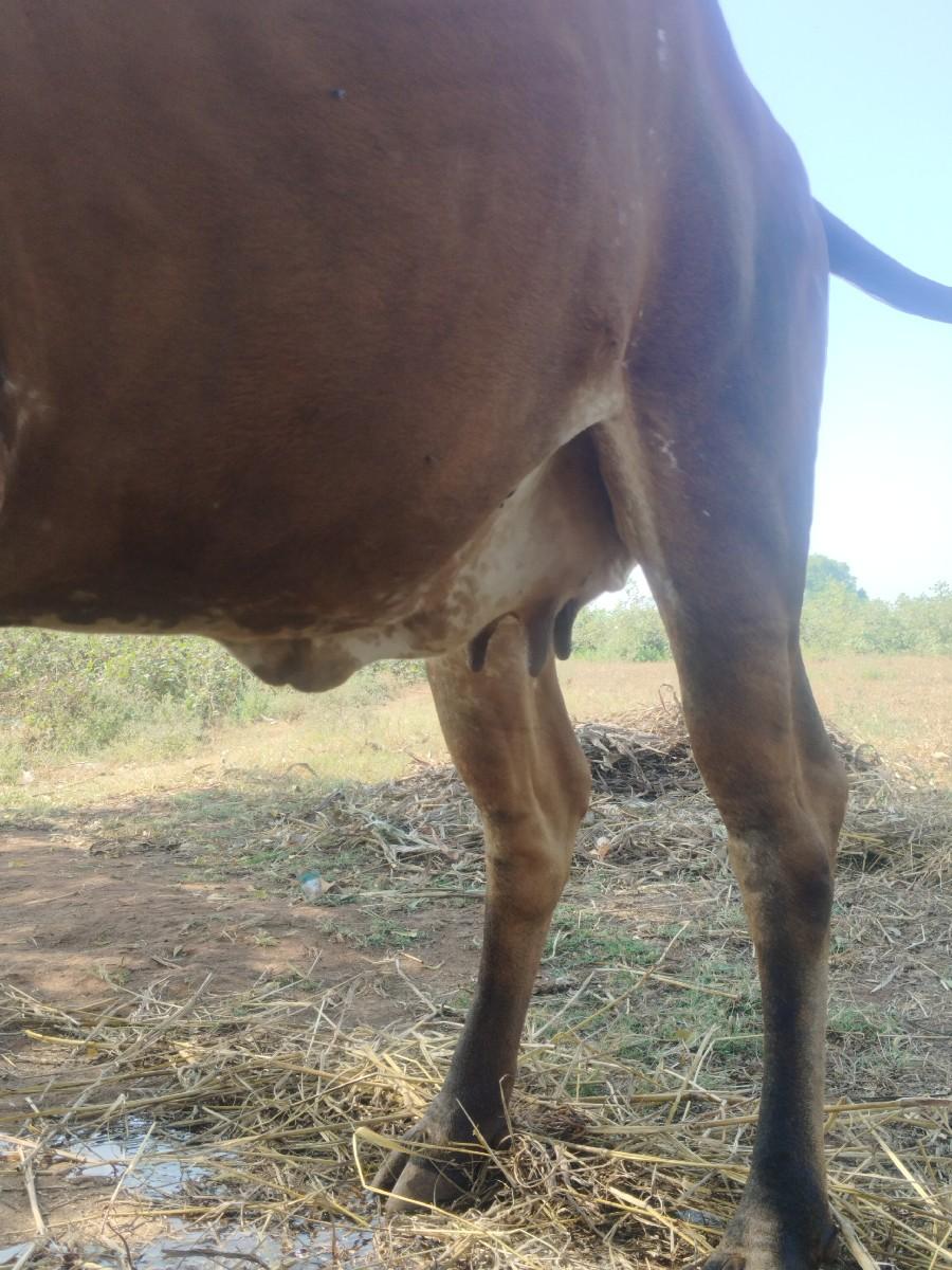 ગાય વેચવાની છે