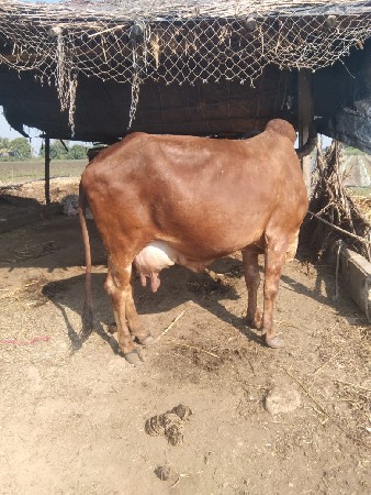 थंबनेल 2