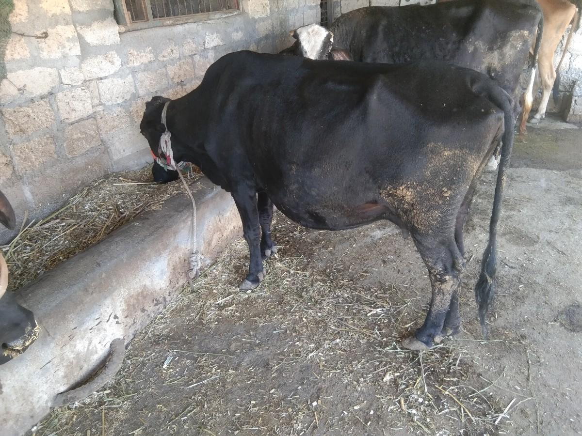 थंबनेल 3