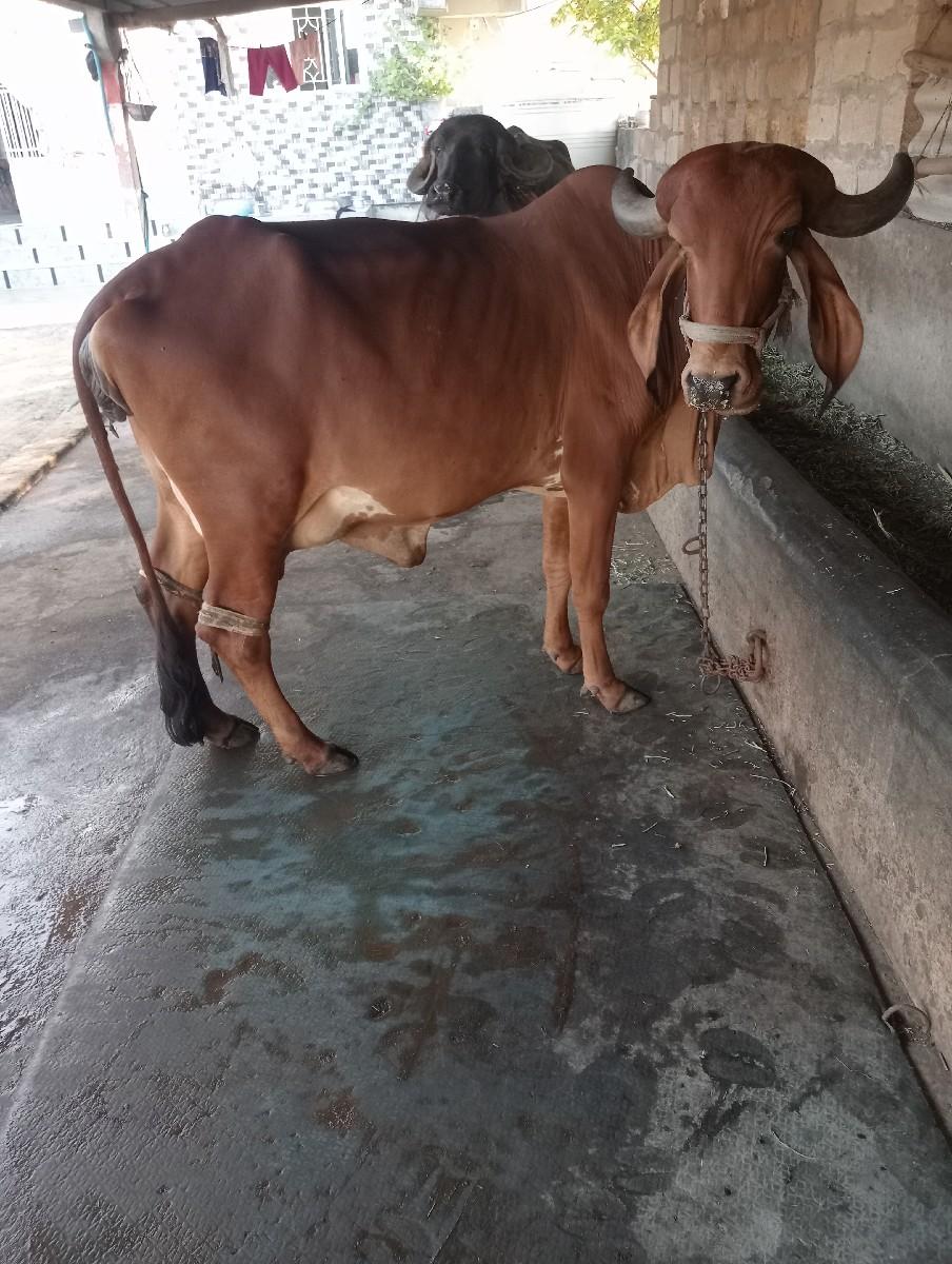 થંબનેલ 3