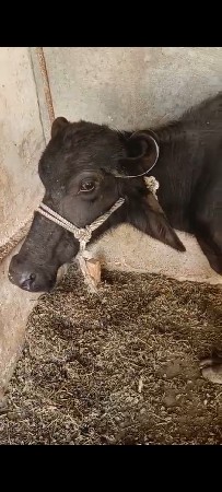 थंबनेल 2