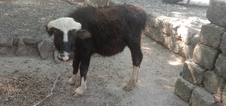 શાદરો પાડો વેશવાનોશે