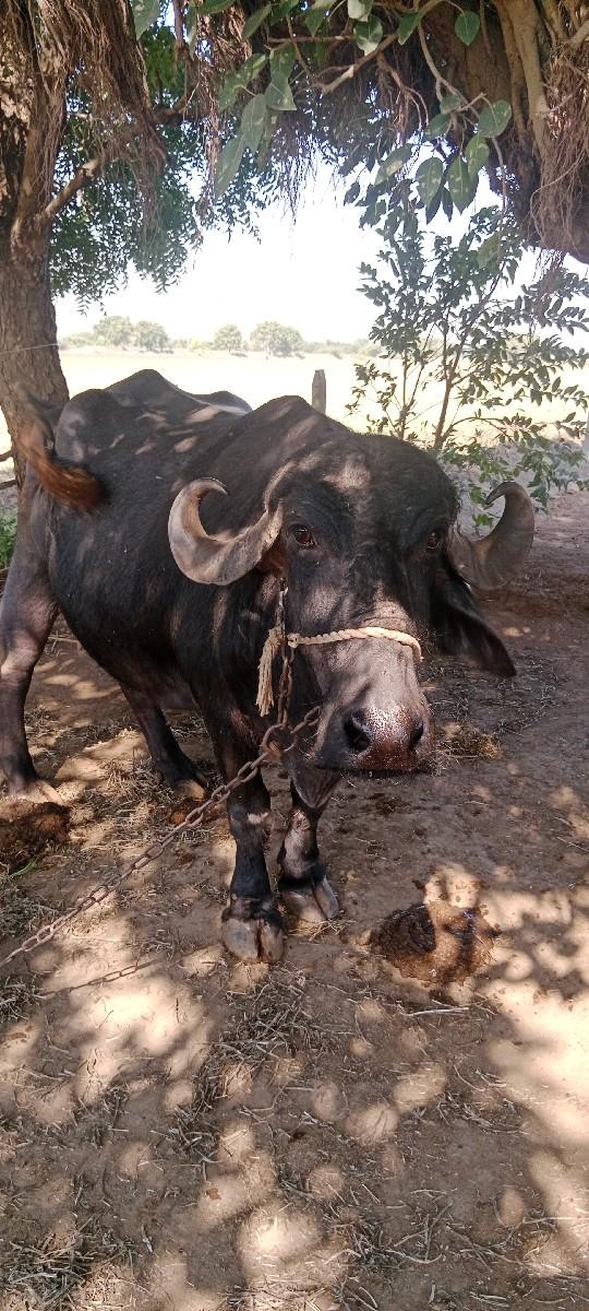 વેચવાની છે