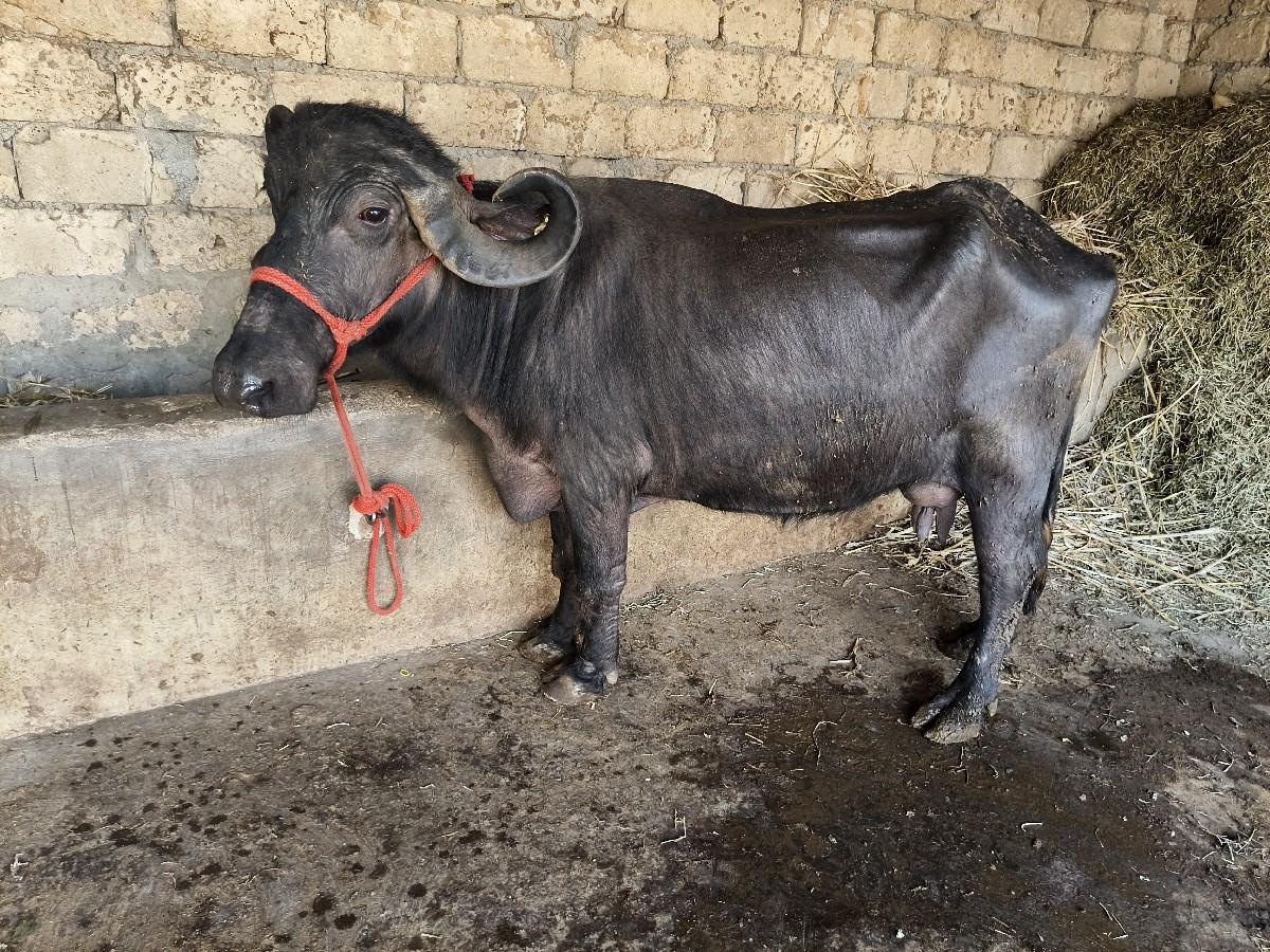 थंबनेल 2