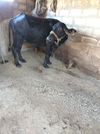 ખેડેલી વેચવાનો છે