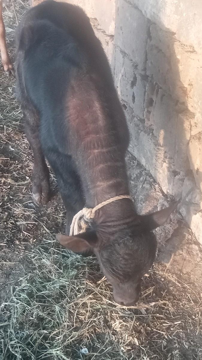 પેલું વેતર ખડેલી વેચવાની છે