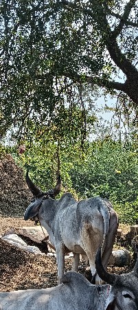 ગોઢલો વેચવાનો છે સાવસોજો