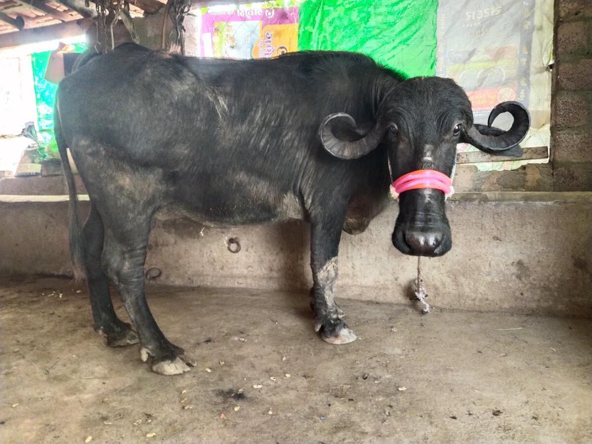 થંબનેલ 2