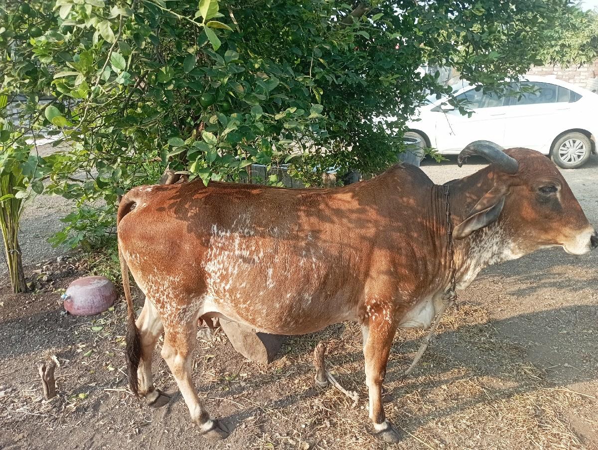 થંબનેલ 2