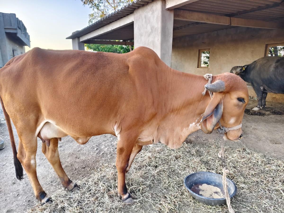 थंबनेल 2