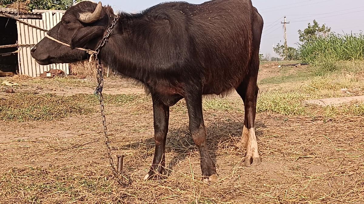 थंबनेल 2