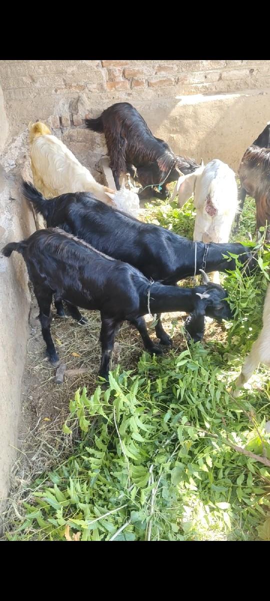 થંબનેલ 2