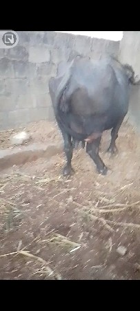 ત્રીજું વેતર