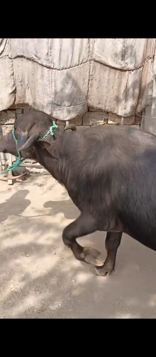 થંબનેલ 3