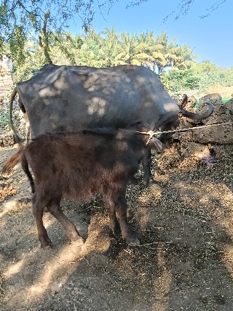 ભેંસ વેશવાની છે. સાથે પાડો છે.