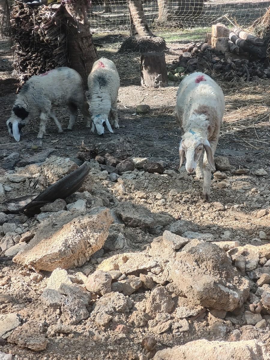 थंबनेल 2