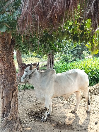 થંબનેલ 2