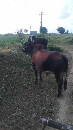 थंबनेल 2