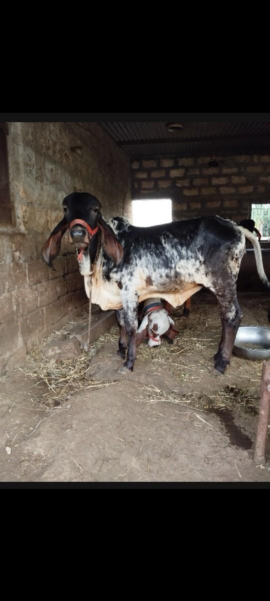 થંબનેલ 2