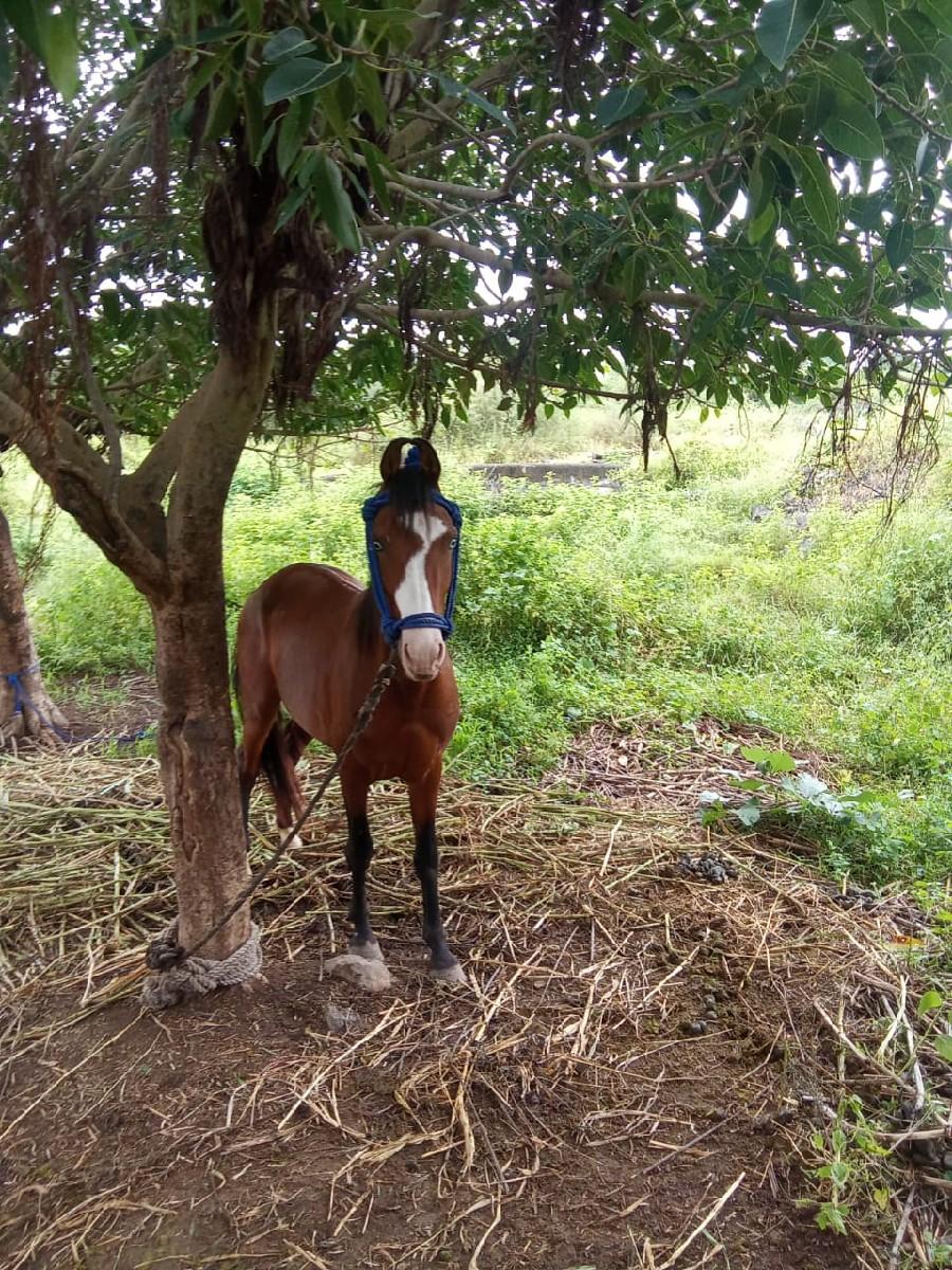 थंबनेल 3