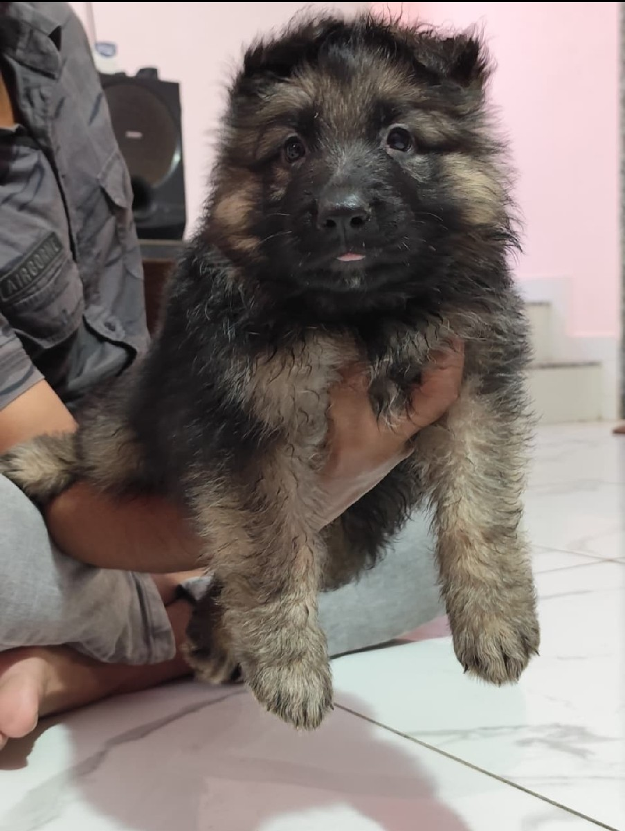 GERMAN SHEPHERD PUPPY