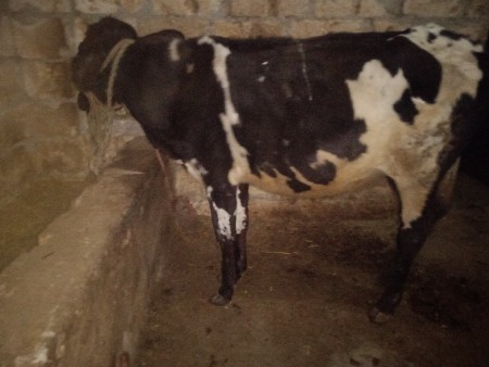 પ્યોર એચએફ ઓળખી વેચવાની છે