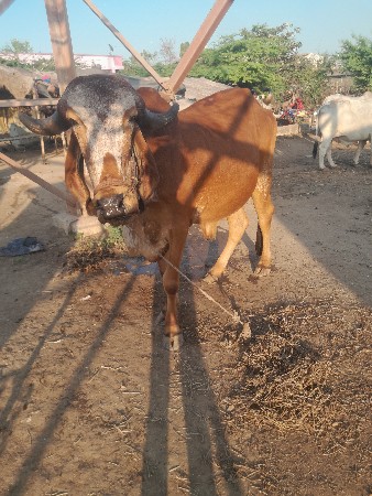 થંબનેલ 3