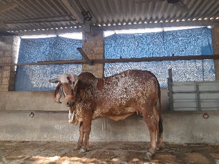 थंबनेल 2