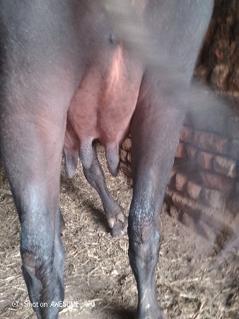 પેલું વેતર ખોડલ વેચવાની છે