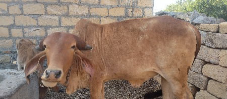 થંબનેલ 3