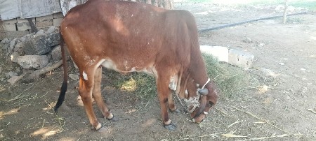 હોડકી વેચવાની પેલું વેતર  છે