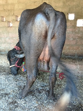 સાટાપણકરવાનાછે